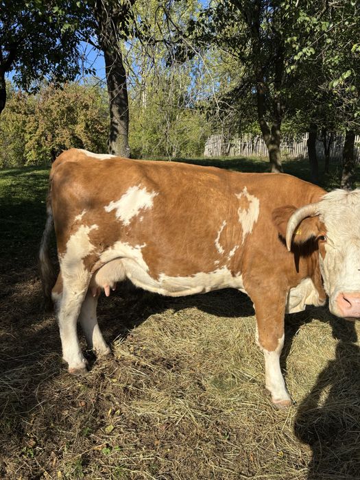 Vand Vaca Baltata Romaneasca 7 ani