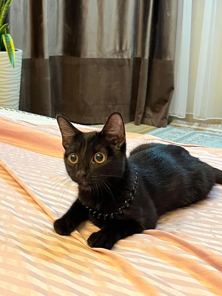 Котенок девочка 4 месяца