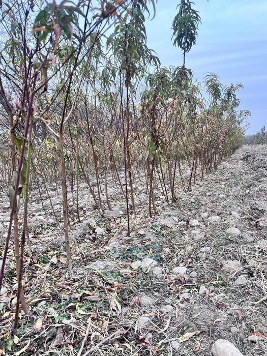 Shaftoli ,Olma,Malina,Archa ko’chatlari bor