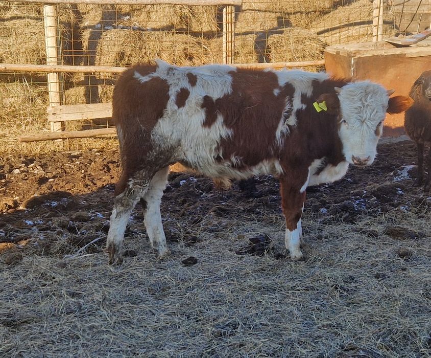 Потсос Еркек бұзаулар сатылады