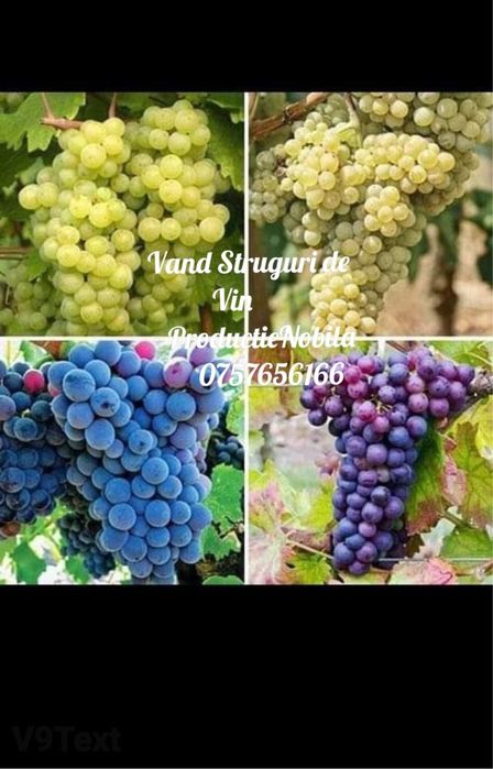 Vand struguri de vin
