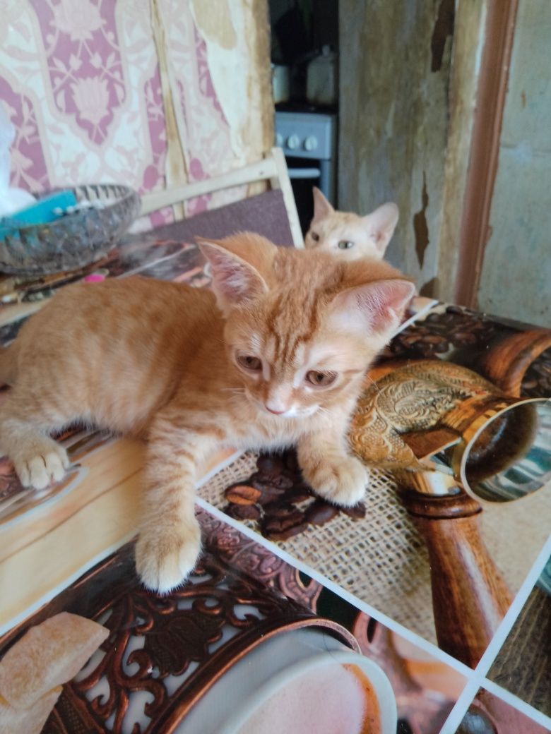 Продаётся котик, скоттиш-страйт