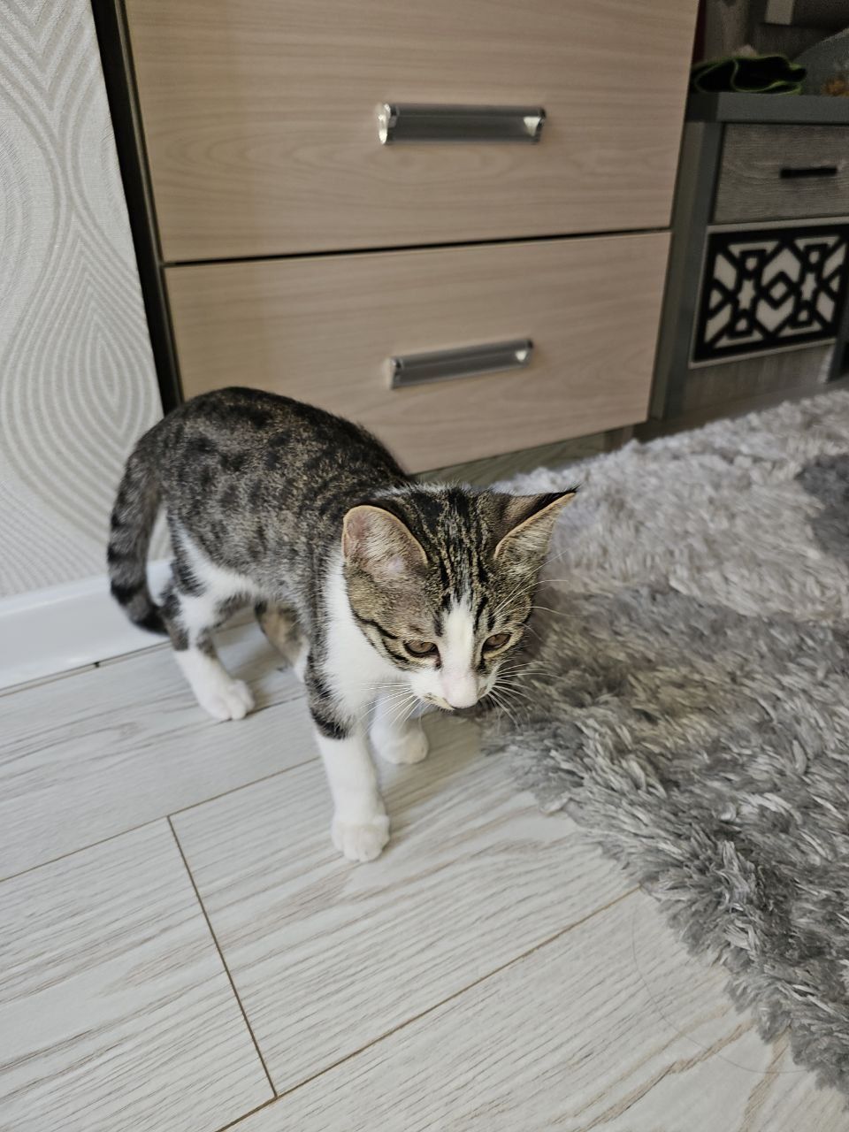 Кошка   домашних