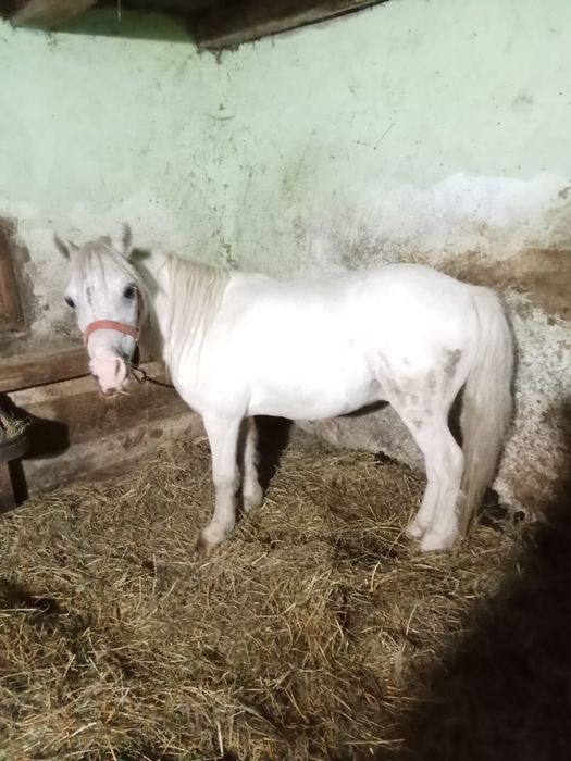 Vindem ponei castrat