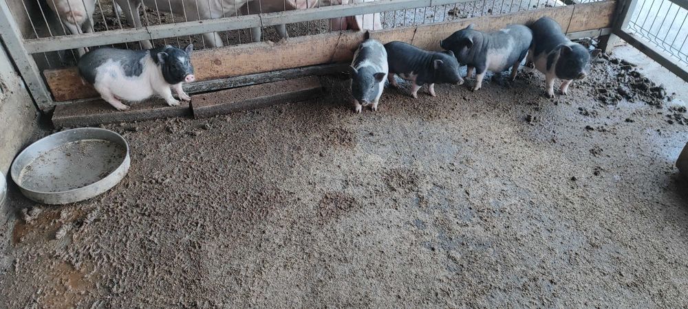 Виетнамски прасета