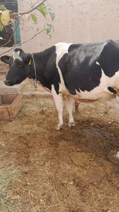 Sigir sotiladi rossiskiy poroda