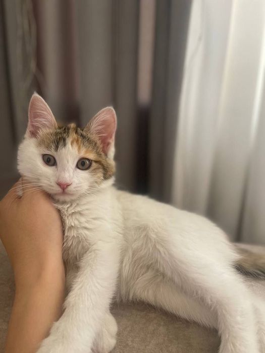 Котёнок даром в добрые руки