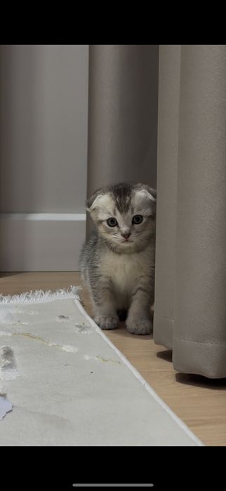 Котенок продается породистый