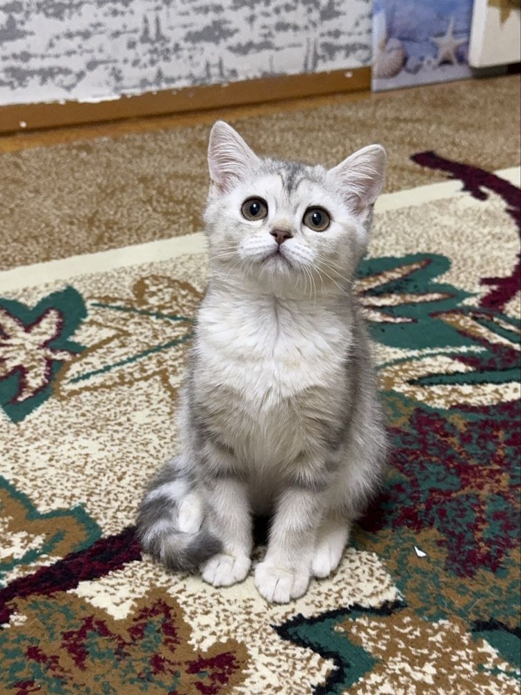 Котенок Серибристая Шиншилла девочка 3 месяца. Мальчик Скоттиш страйт