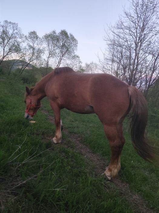 Vând mânză de 3 ani