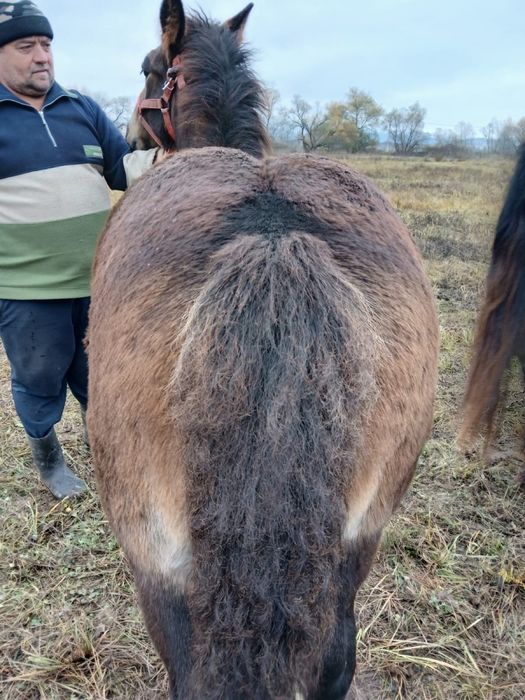 Vand manza de 3 luni junatate