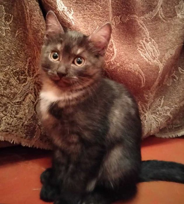 Отдам котят в добрые руки