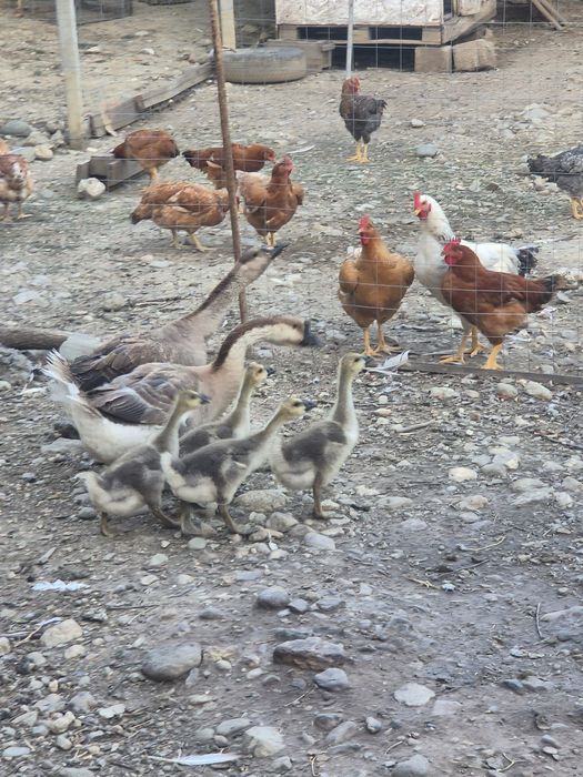 Boboci de gasca mari