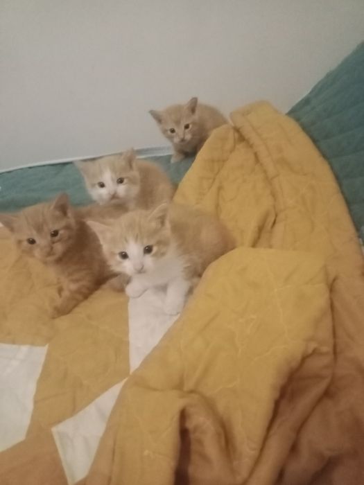 Отдам котят в хорошие руки