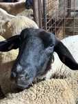 Suffolk de vanzare