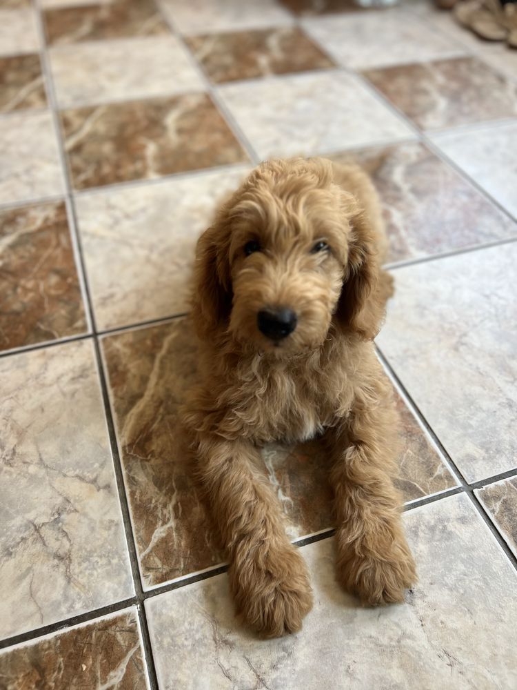 Vand femela Goldendoodle de 3 luni cu pasaport si microcip