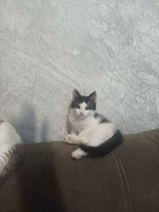 Котята  в добрые руки