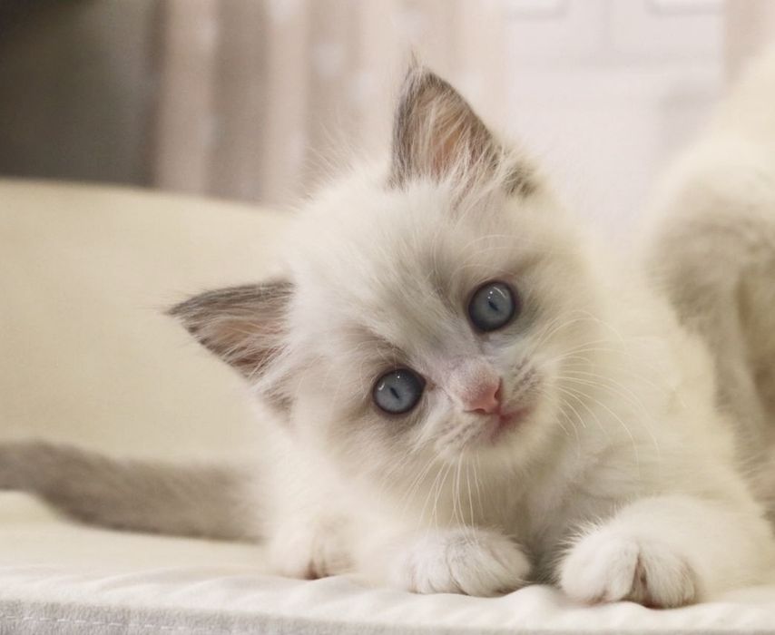 РЭГДОЛЛ чистокровные