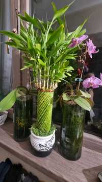Бамбук и орхидеи в вазонах