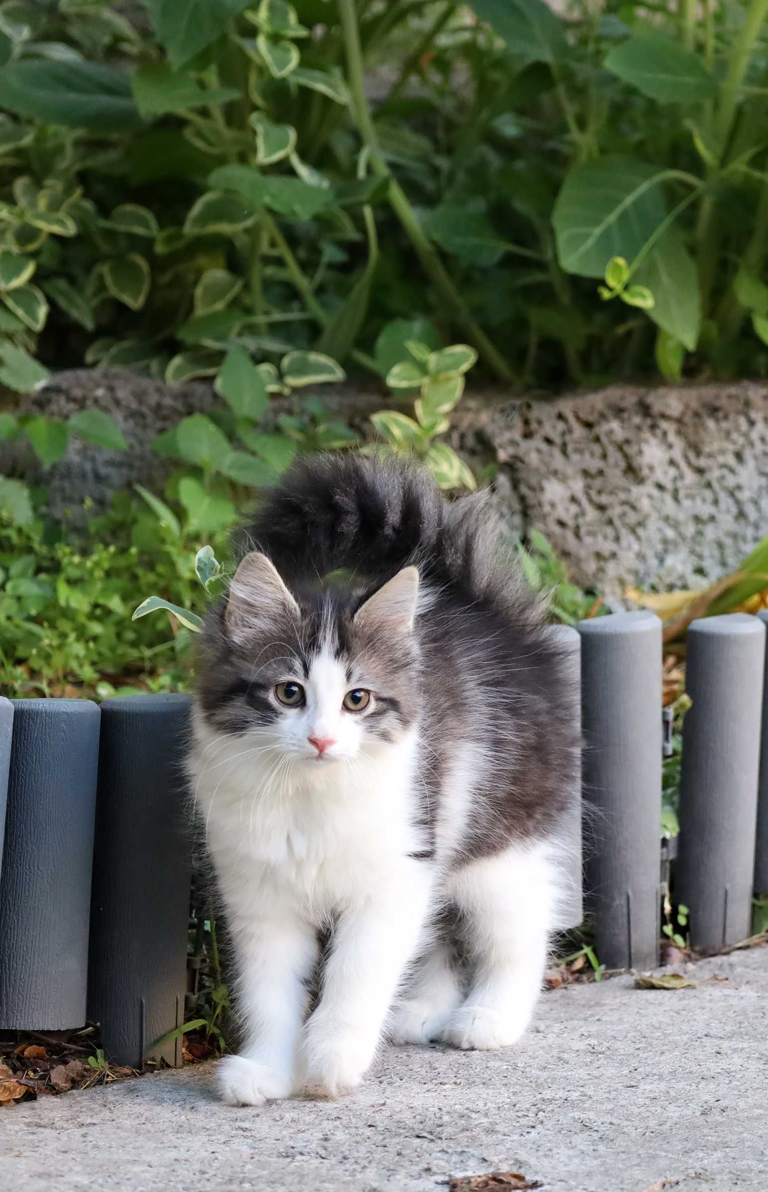 Породистые котята НЕДОРОГО