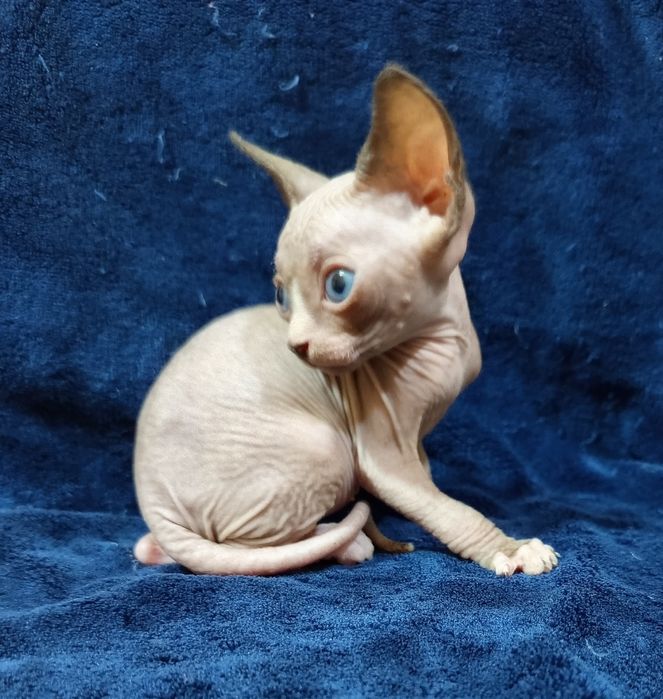 Сфинкс канадский мальчик