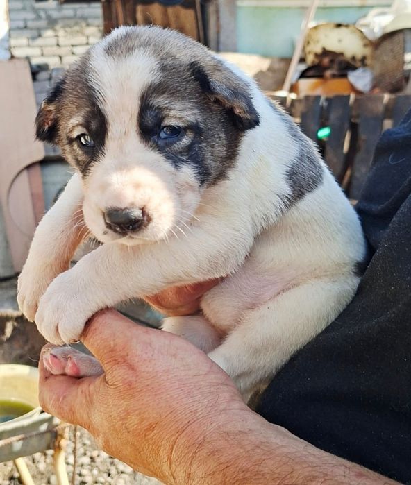 Продам щенков алабая