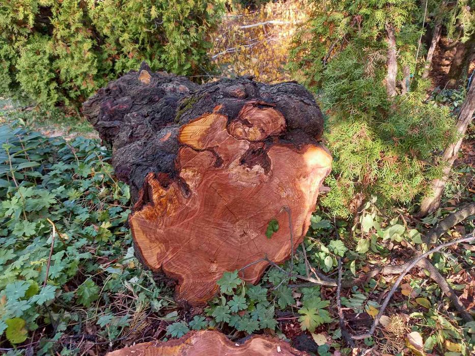 Дънер от слива (джанка)