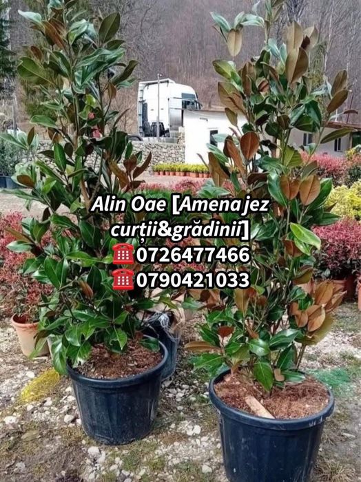 Mesteacn arbore decorativ calitate superioara
