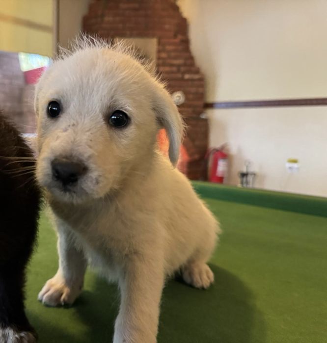 Donez catel metis dalmatian