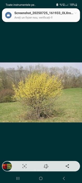 Corn fructifer / Tei argintiu / Mesteacan alb