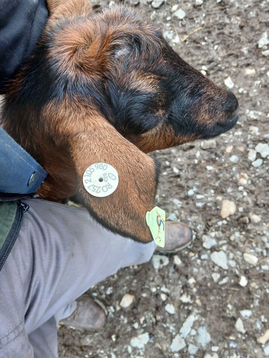 Vand 100 capre mature