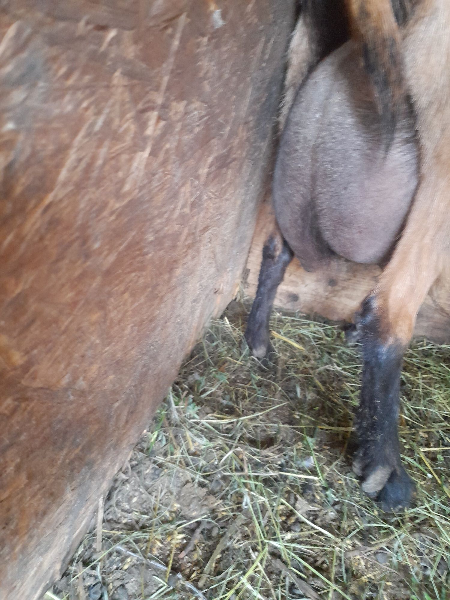 Vand lapte de capra 10 lei 1L