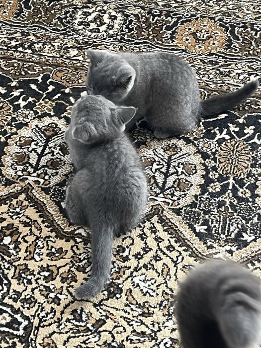 Британски котета