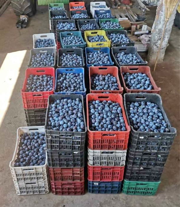 Vand prune pentru tuica