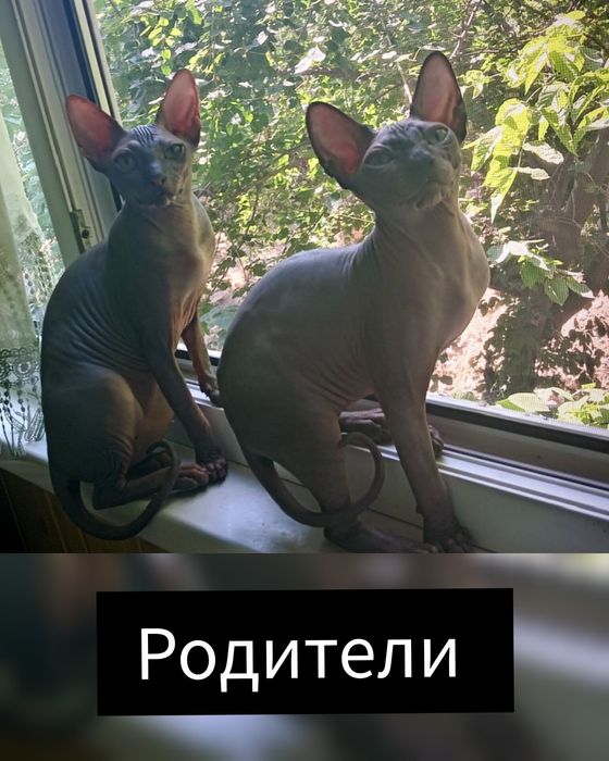 Канадский сфинкс