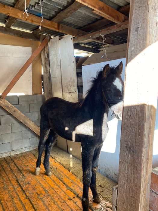 Продаю жеребенка 5 месяцев