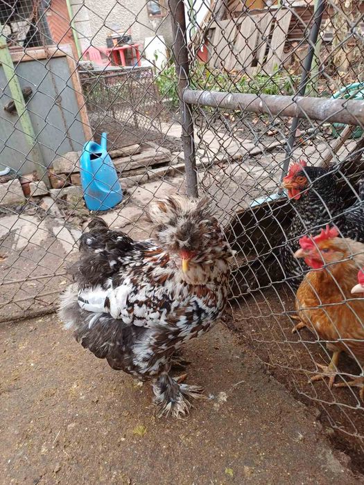 Продавам кокошки и петли