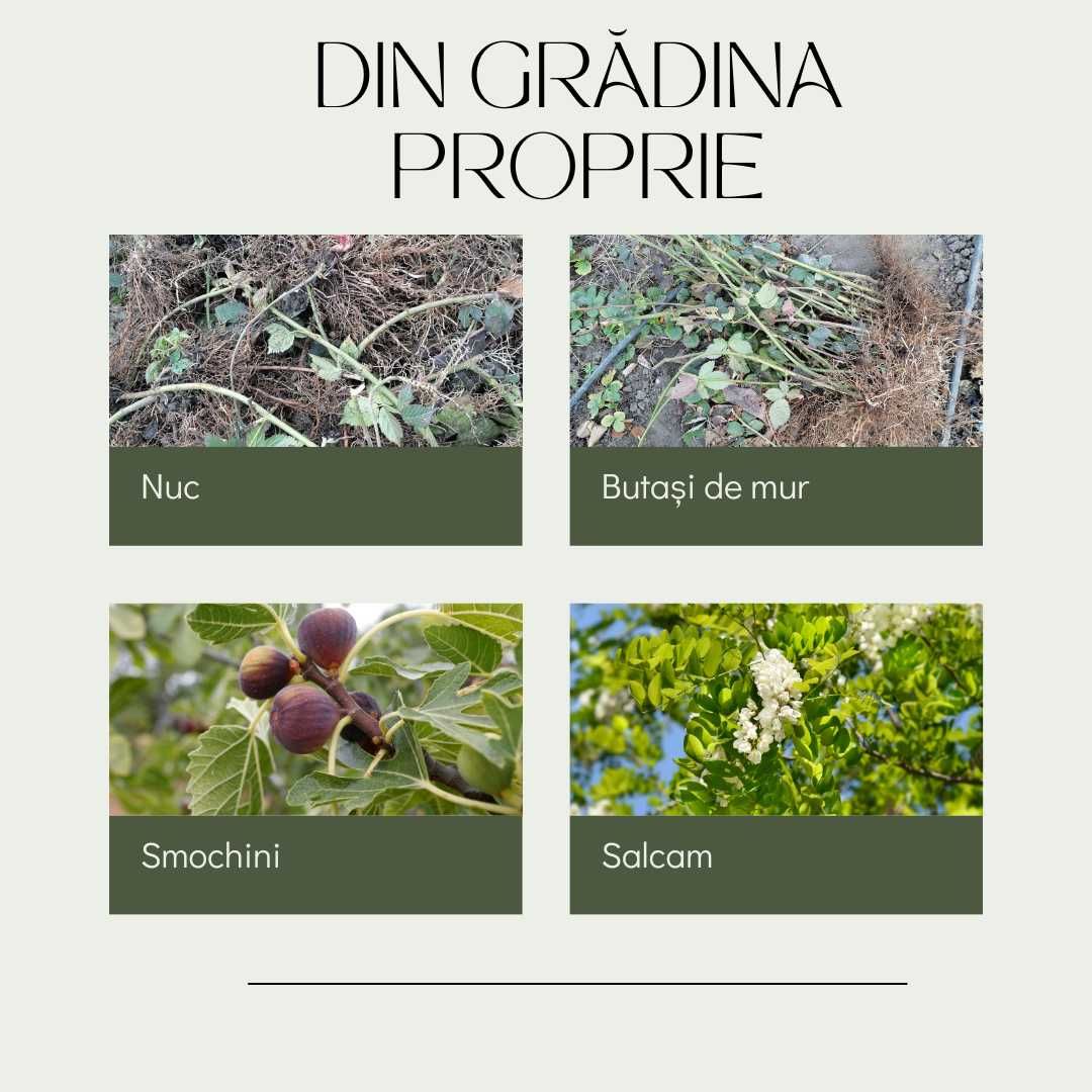 Ești în căutarea butașilor pentru grădina ta? Aici e locul potrivit