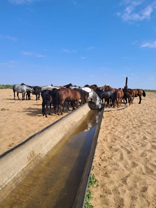Продажа лошадей.
