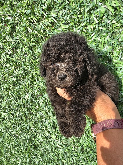 Резервирани!Пудел той сиви с документ за произход