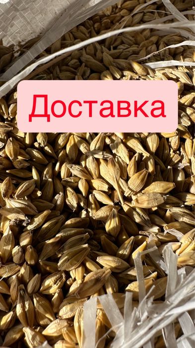 Продам ячмень доставка рассрочка