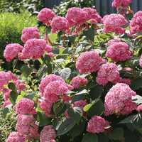Hortensie cu flori roz matura
