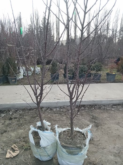 Mevali va dikrativni daraxtlar