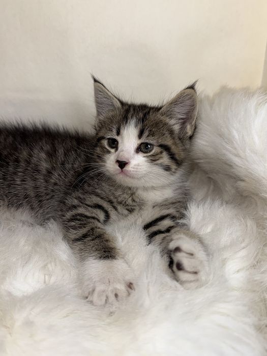 продается кот 1 месячный