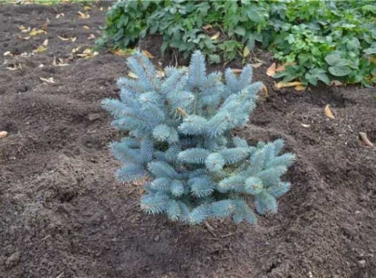 Продажа саженцев и сеянцев голубая ель сибирская ель дуб рябина липа