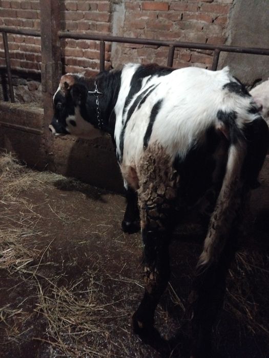 Продавам мъжко теле около 250кг