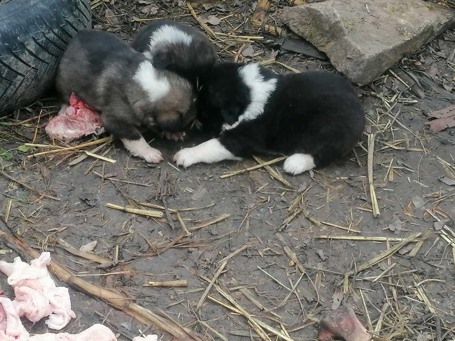 Кученца порода Българско овчарско куче - Каракачанки 130 лв.