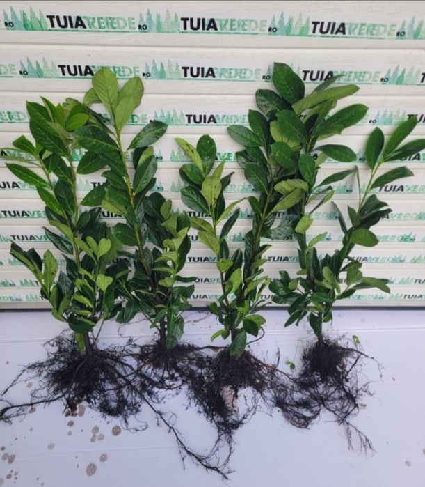 Laur Englezesc NOVITA -  80-100cm Ramificat