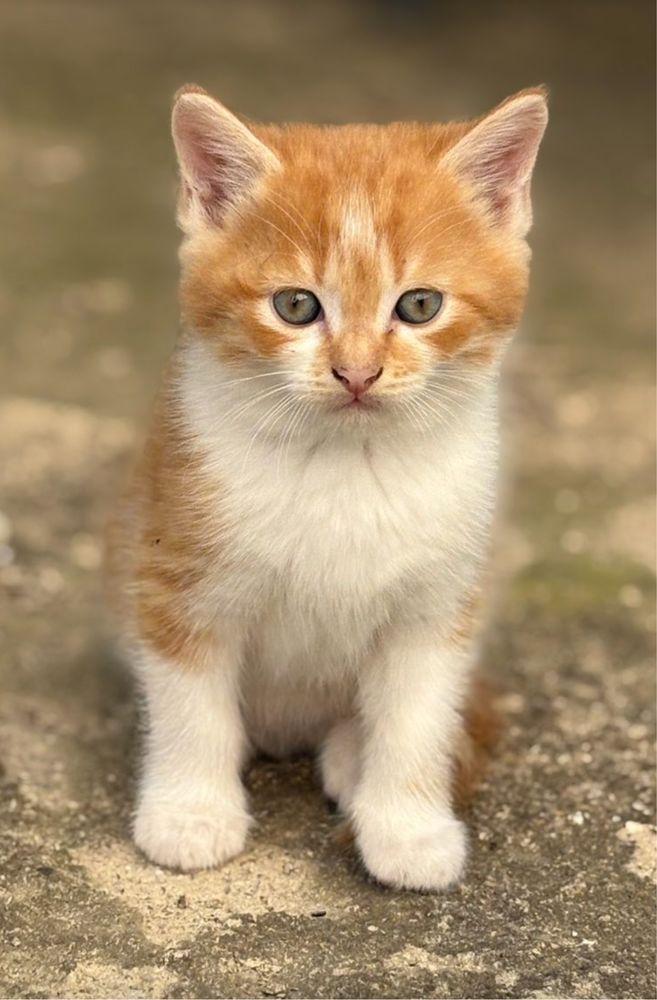Котенца си търсят дом