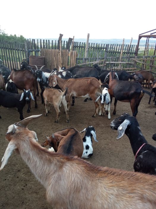 Vând 12 capre anglo nubiene la prima și a doua fătare.Lapte 3-4 litri